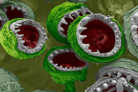 lignje pod mikroskopom lignje pod mikroskopom