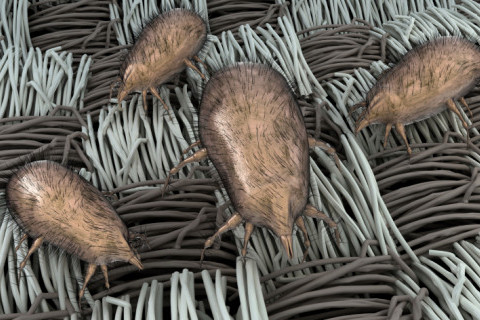 Jastuk pod mikrosokopom Jastuk pod mikrosokopom