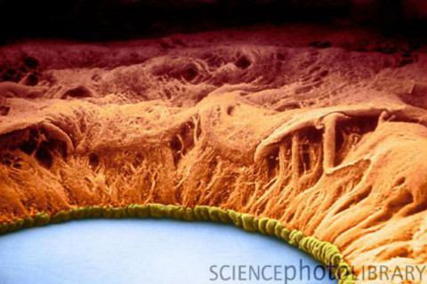 oko pod mikroskopom oko pod mikroskopom