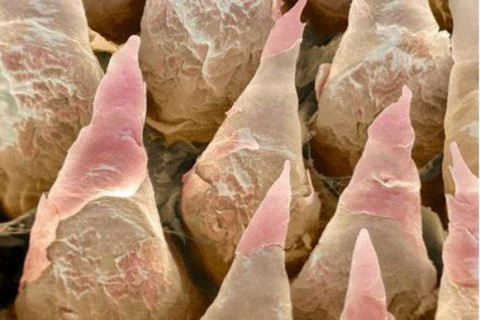 Jezik pod mikroskopom Jezik pod mikroskopom