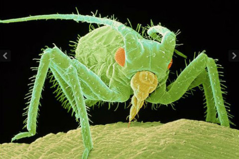 lisne uši lisne uši