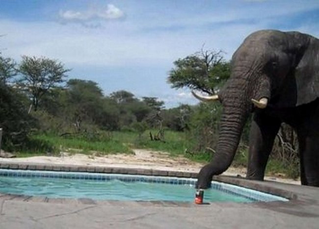 Slon pije vodu