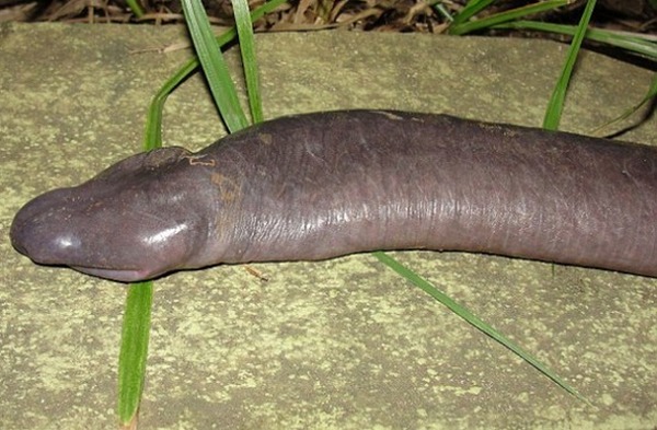 slijepa zmija slijepa zmija