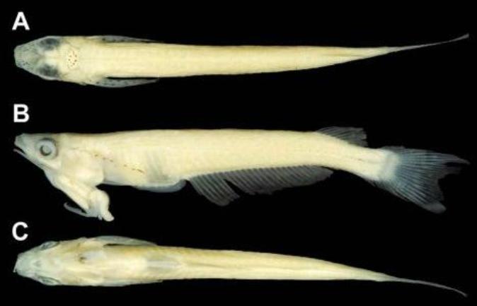 riba s penisom na glavi