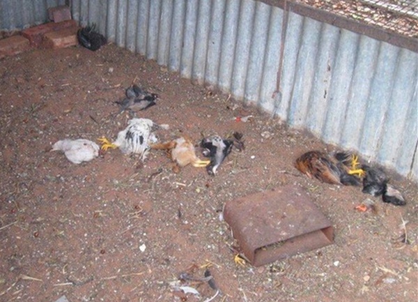 psi kokoske psi kokoske