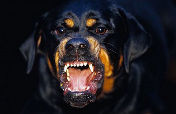 Pas lutalica Pas lutalica