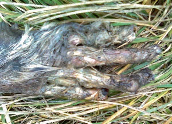 Dlakava ruka, Knin Dlakava ruka, Knin