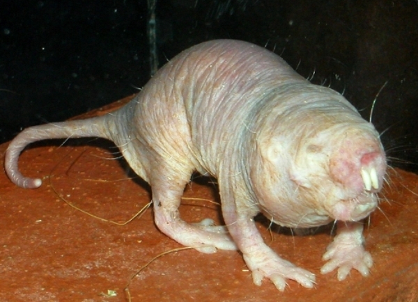 africki stakor africki stakor