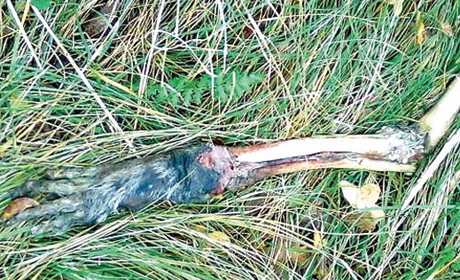 Dlakava ruka, Knin Dlakava ruka, Knin