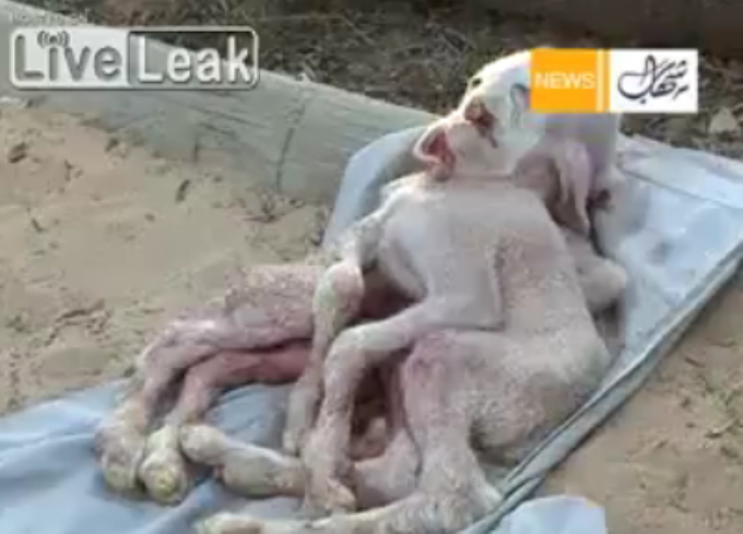 koza s ljudskim licem koza s ljudskim licem