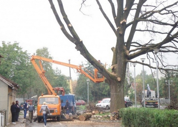 ru&scaron;enje starog hrasta u Banjaluci