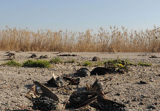 Pijane crne ptice padale sa neba