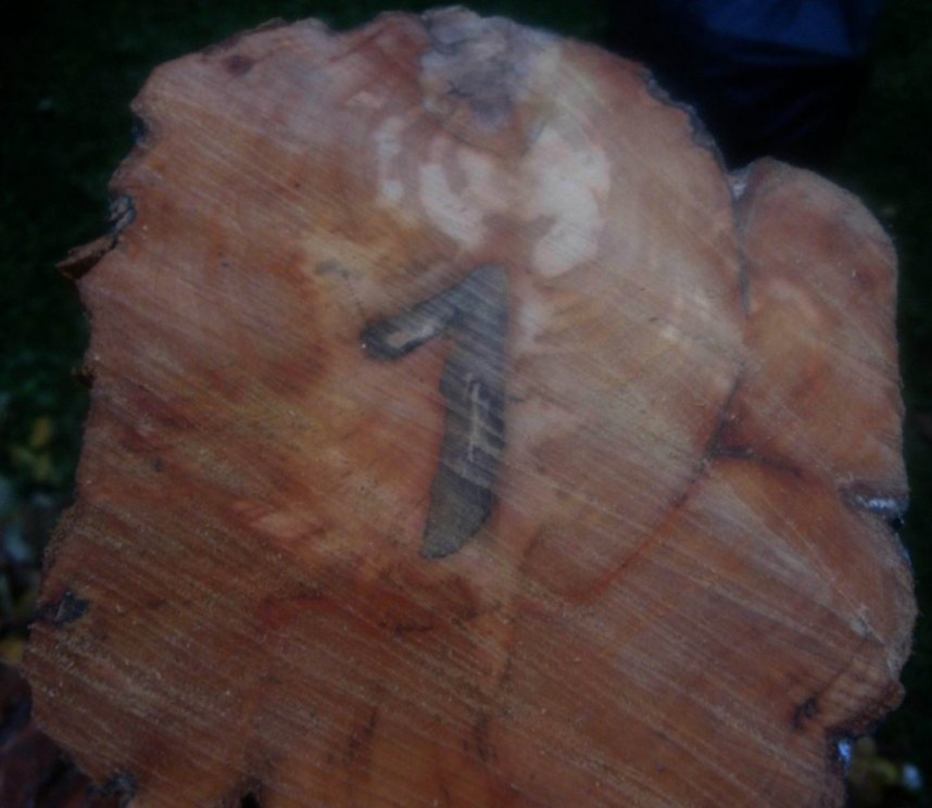 Dunja - brojevi Bihać