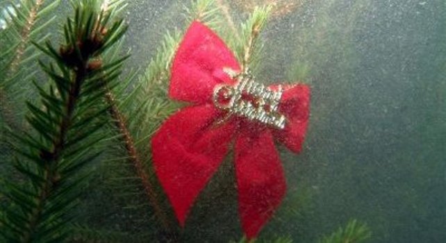 Božićno drvce_Hutovo blato Božićno drvce_Hutovo blato