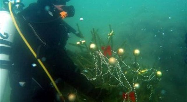 Božićno drvce_Hutovo blato Božićno drvce_Hutovo blato