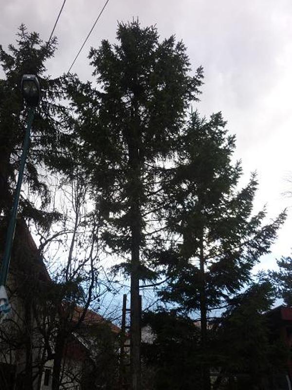 spa&scaron;avanje mačeta