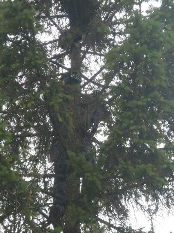 spa&scaron;avanje mačeta