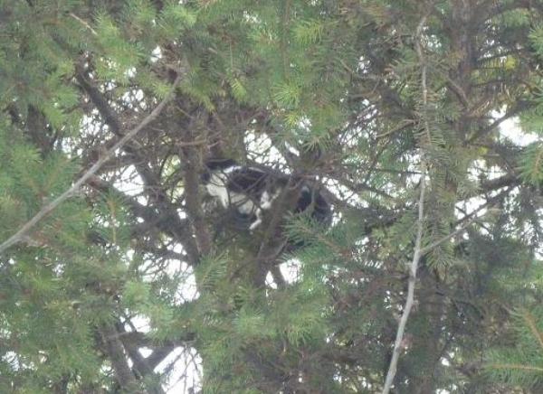 spa&scaron;avanje mačeta