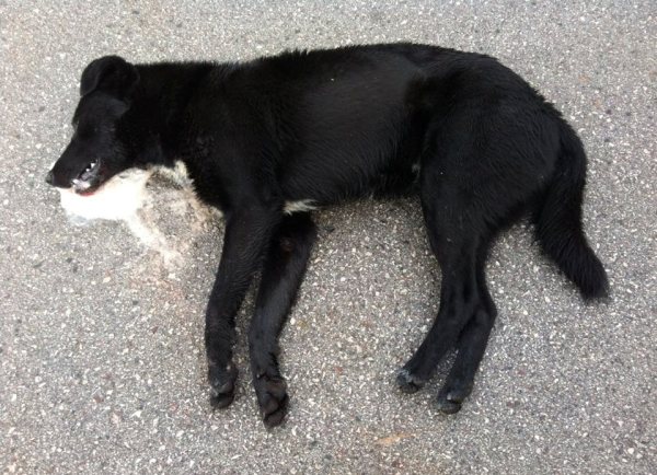 otrovani pas otrovani pas