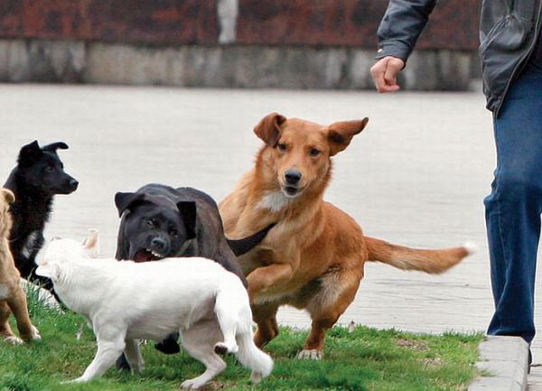 psi lutalice u Banjaluci