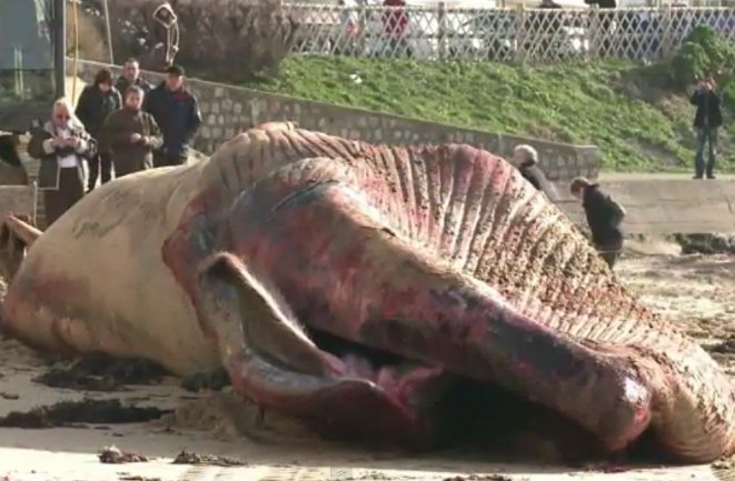 nasukani kit - francuska