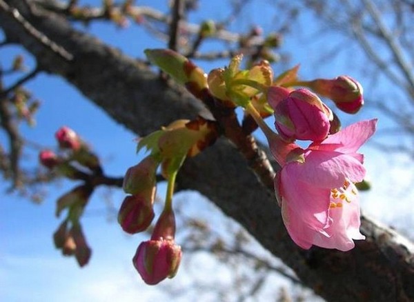 behar u hercegovini - februar 2013