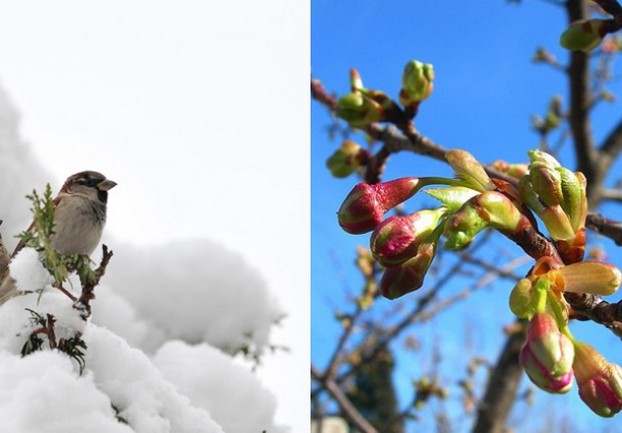 behar u hercegovini - februar 2013