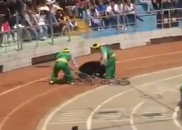 majmun &scaron;angaj