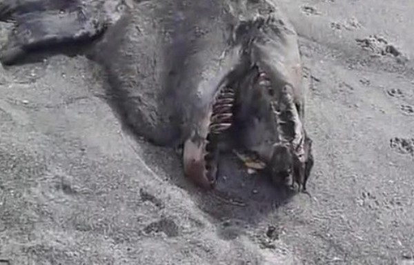 neman novi zeland neman novi zeland