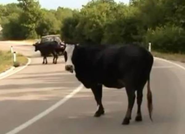 put herceg novi-trebinje