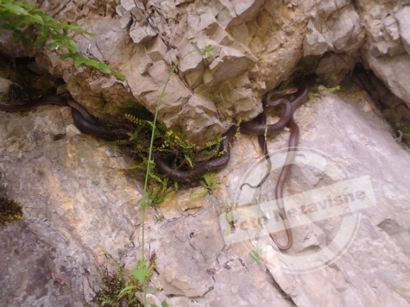 Zmije u Banja Luci Zmije u Banja Luci