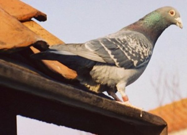 golub pismono&scaron;a