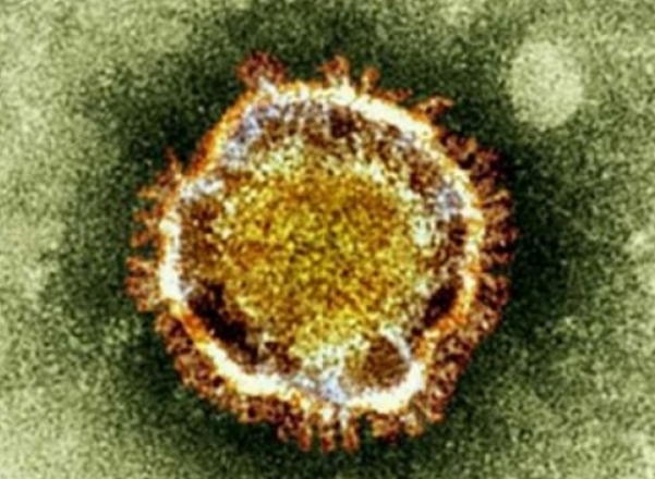 virus mers virus mers