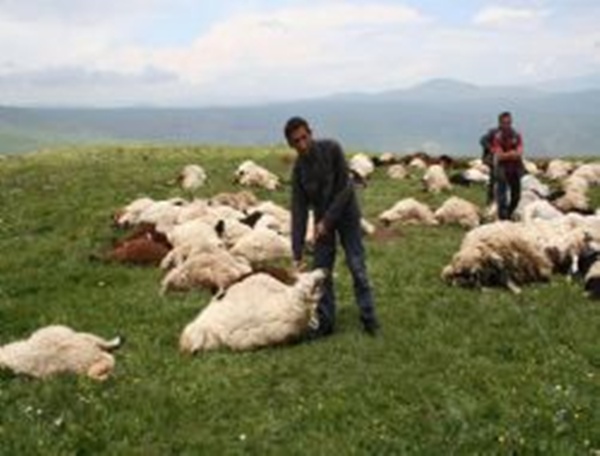 ovce grom turska ovce grom turska