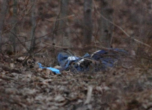 mrtav mu&scaron;karac u žbunju