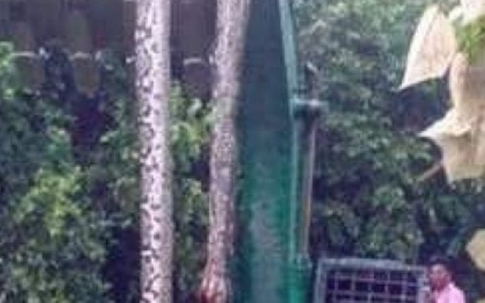 najveća zmija malezija najveća zmija malezija