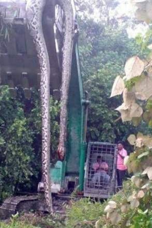 najveća zmija najveća zmija