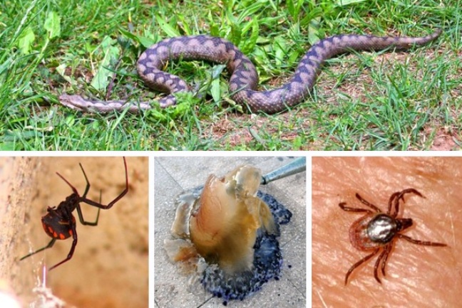 Ljetne opasnosti Ljetne opasnosti