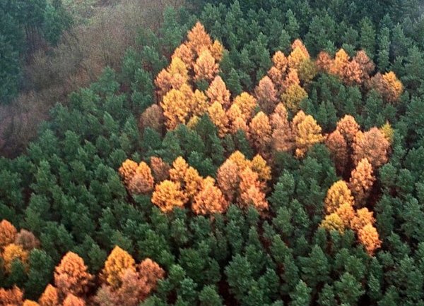 &scaron;uma svastika