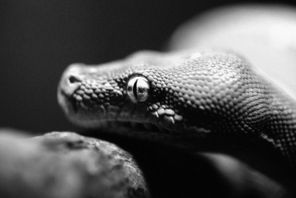 Zmija nova Zmija nova