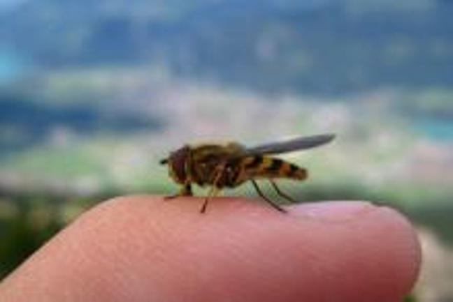 Osolike musice Osolike musice