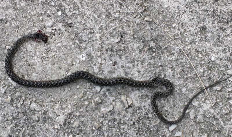 zmija u &scaron;irokom brijegu