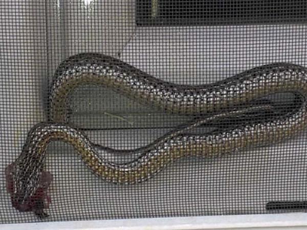 zmija u &scaron;irokom brijegu