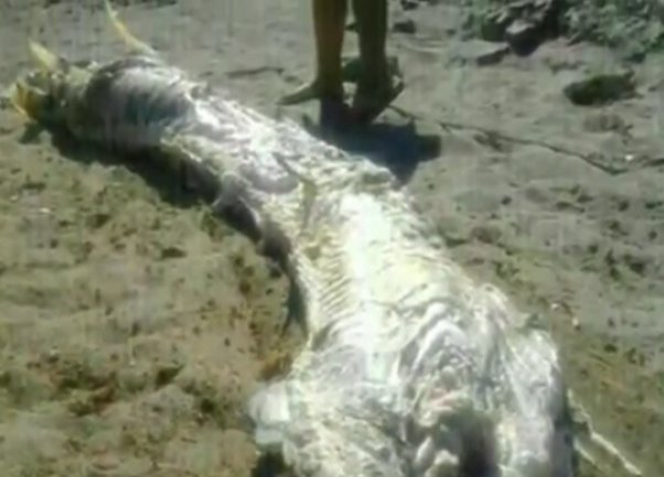 čudovi&scaron;te iz mora