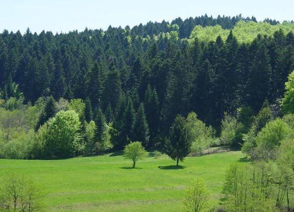 bosanske šume bosanske šume