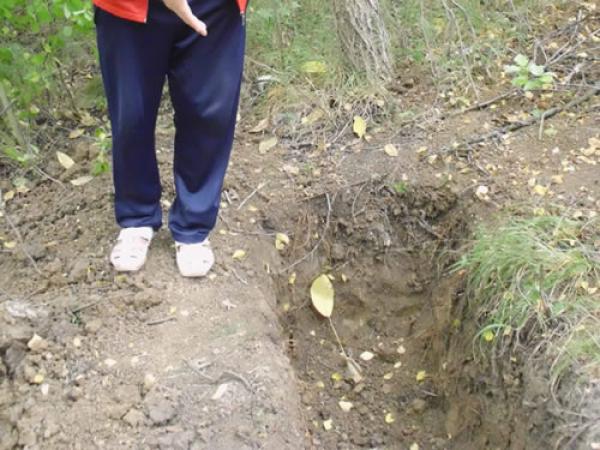 raskomadan le&scaron; u Srbiji