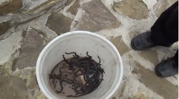 zmijsko leglo u Kotor Varo&scaron;i