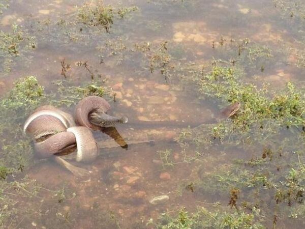 zmija i krokodil