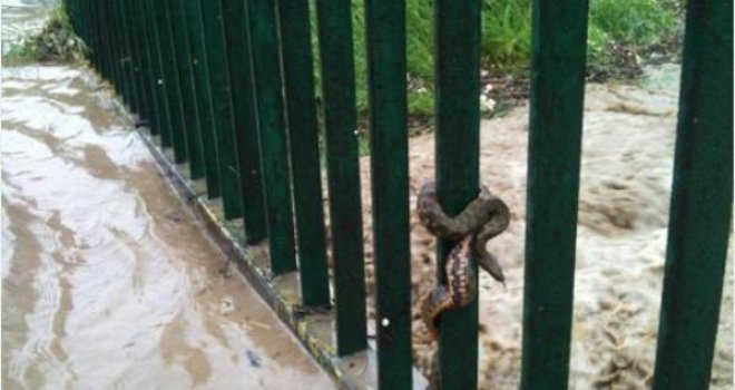 U UKC Tuzla tvrde: Nije bilo slučajeva ugriza zmija otrovnica