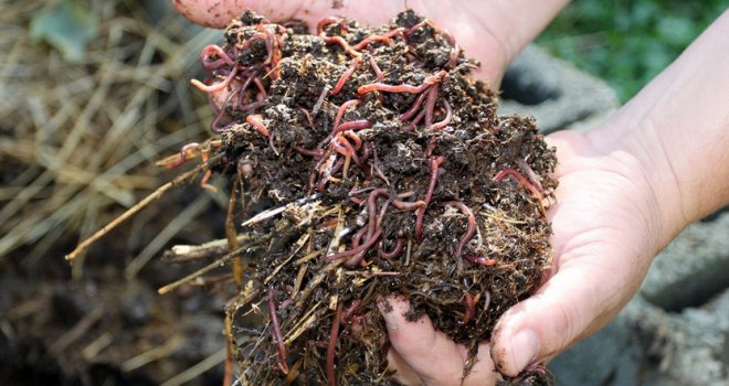 Zeničanin Edin Heco razvio biznis sa glistama